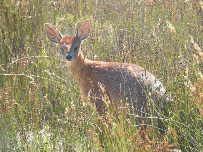 Cape Grysbok
