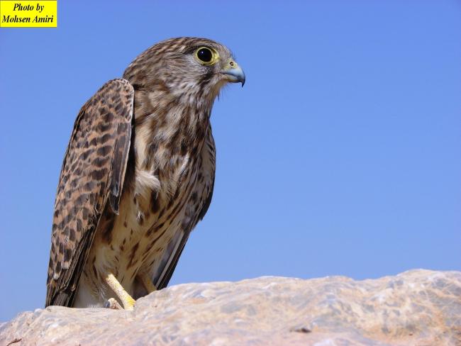 A species of bird the Gahar Wetland