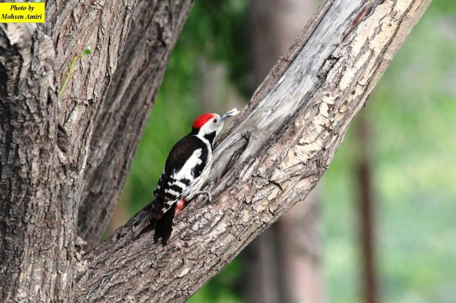 A species of bird the Gahar Wetland