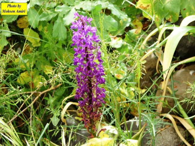 plant cover around the Gahar Wetland in summer