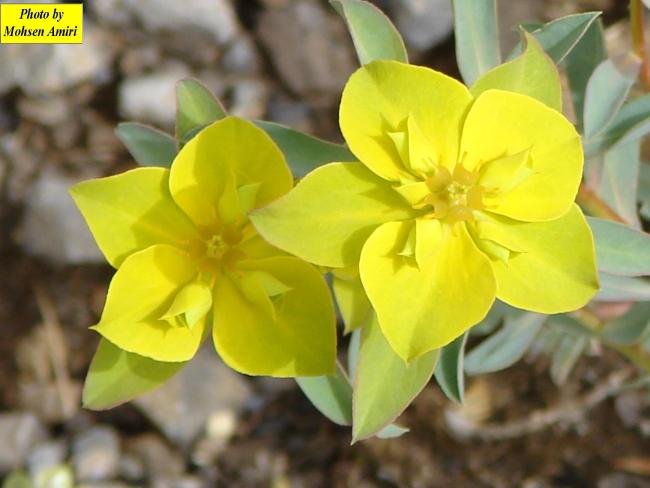 A sample of flowers around the Gahar Wetland in summer