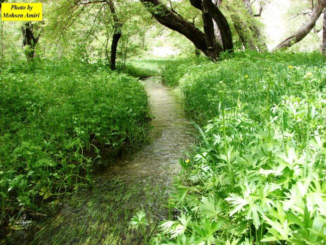 Hydrophilic plants around the Gahar Wetland