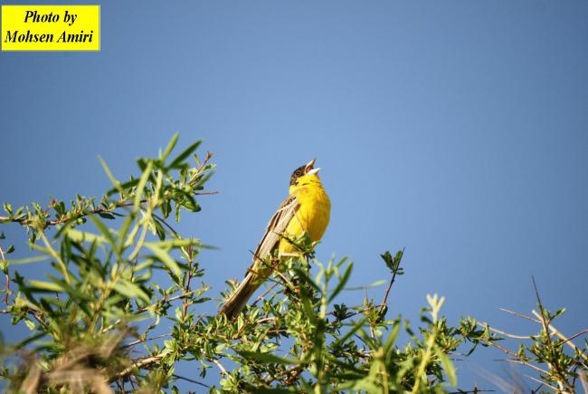 A species of bird the Gahar Wetland