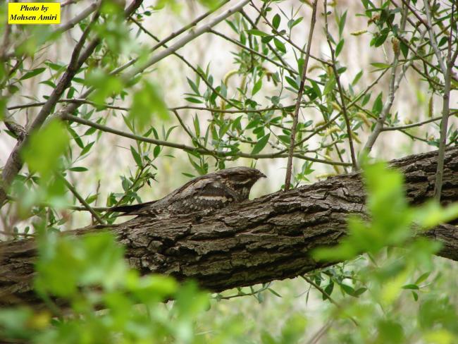 A species of bird the Gahar Wetland