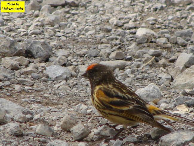 A species of bird the Gahar Wetland