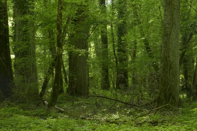 Floodplain (riverine) forest