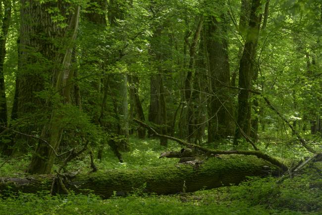 Floodplain (riverine) forest