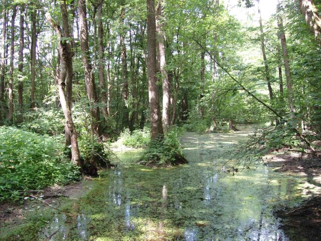 Floodplain (riverine) forest