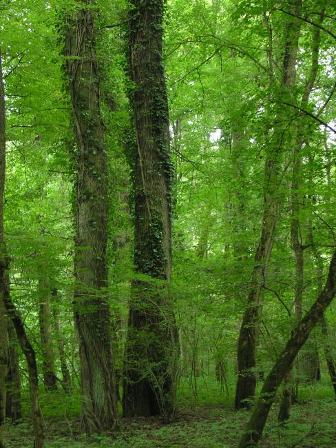 Oak-ash forest in “Atak” area