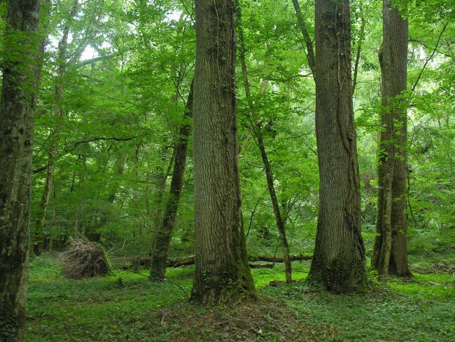 Century-old forest of “Atak” area 