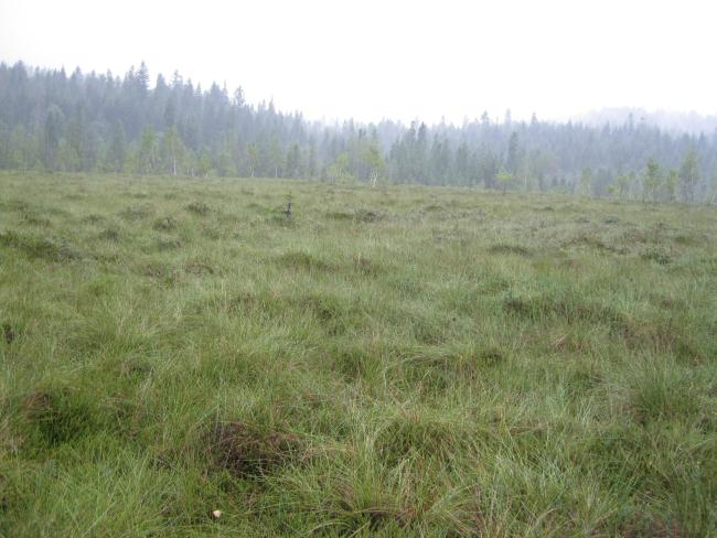 Mishok Bog: general view