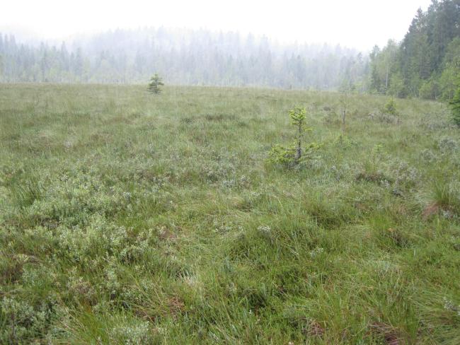 Mishok Bog: general view 
