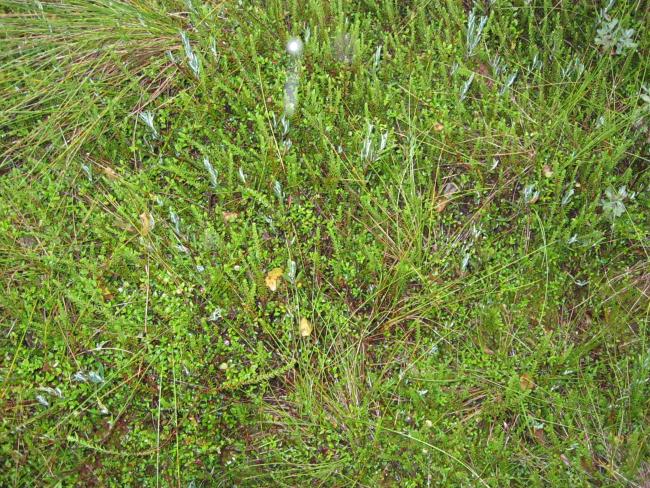 Grass-scrub moss cover of Mishok Bog