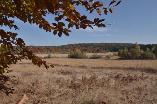 The Site "Black Bog" 