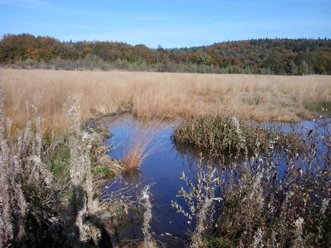 The Site "Black Bog" 