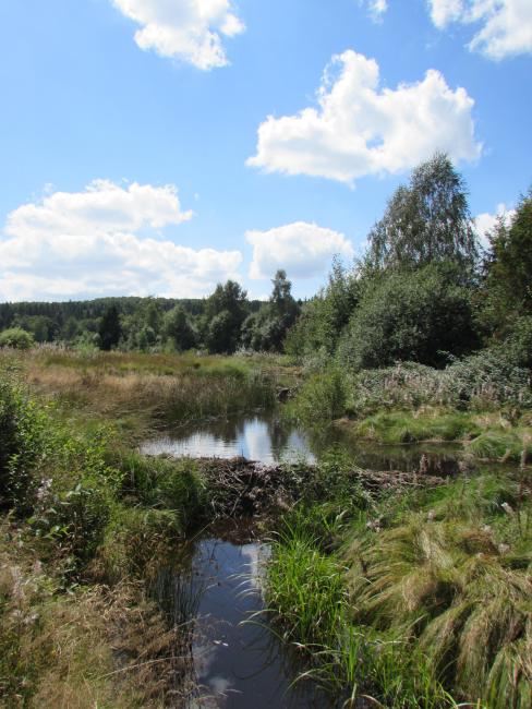 The Site "Black Bog" 