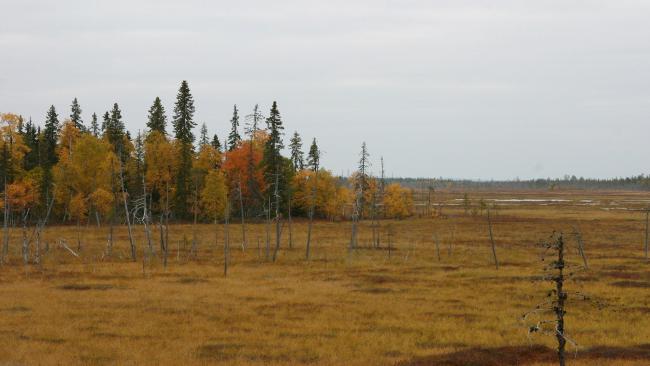 Aapa mires in the River Luiro mire complex.