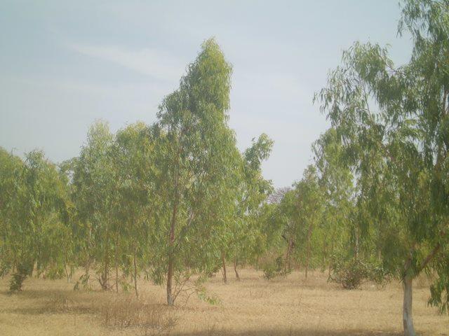 Plantation d’eucalyptus au bord du barrage 