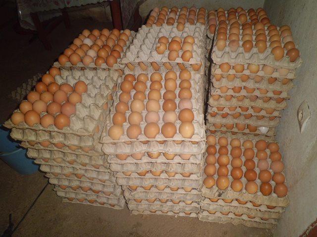 Oeufs produits dans la ferme
