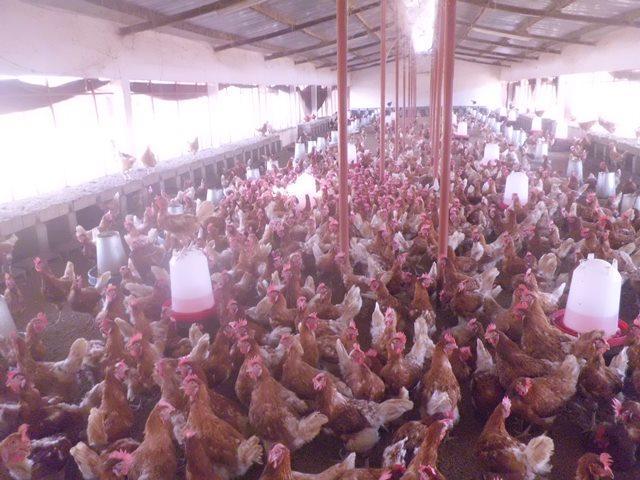 Environ 2000 poules pondeuses dans la ferme