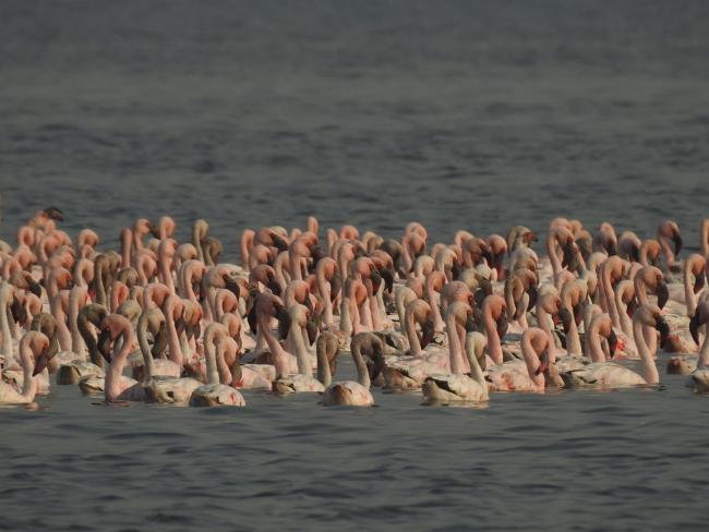 congregation of Lesser flamingoes