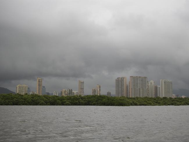 Mangroves and City