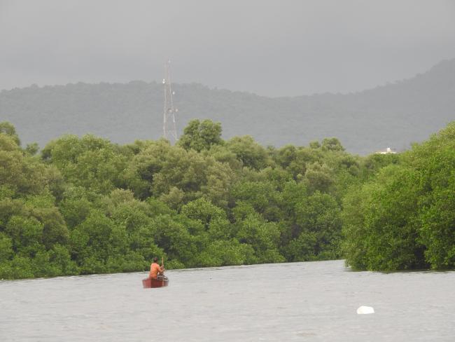 Mangroves of Thane creek