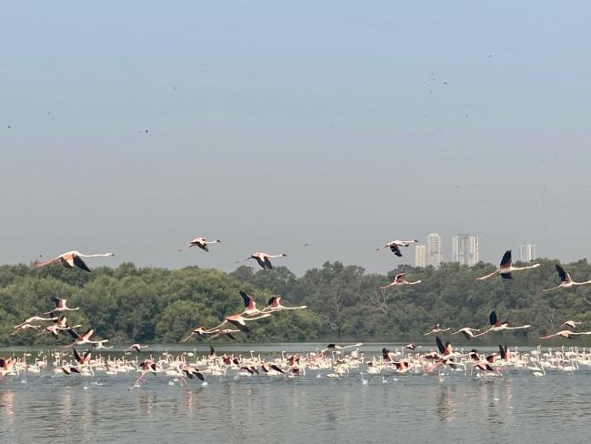 Flamingoes in Thane creek