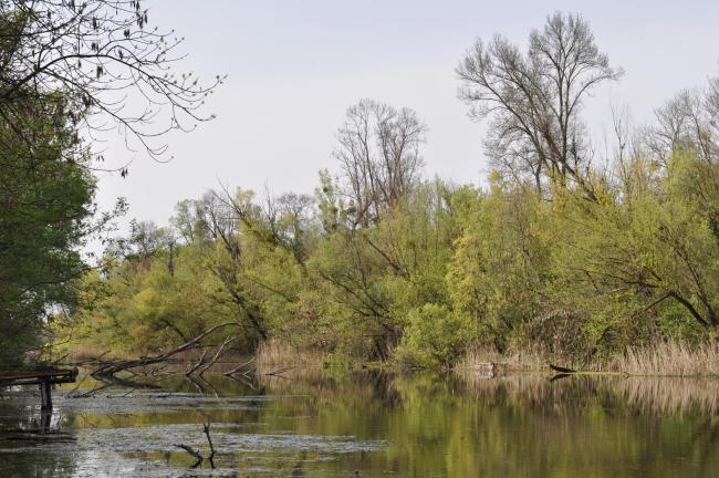 Belső-Béda oxbow (pond 2) in spring