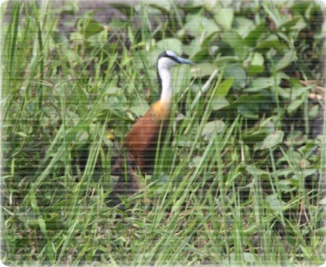 Actophilornis africana 