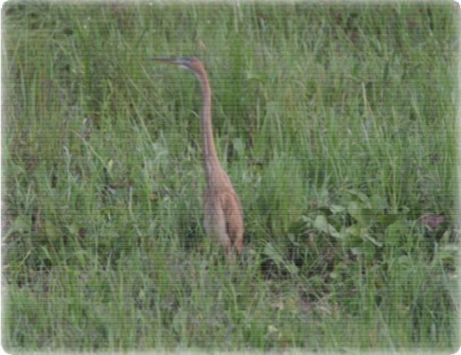 Ardea purpurea 