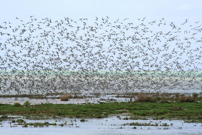 Dunlin (Calidris alpina) at the mouth
