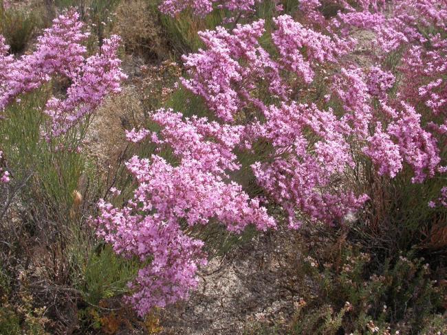 Salinas de Santa Pola Detalle de Limonium cesium