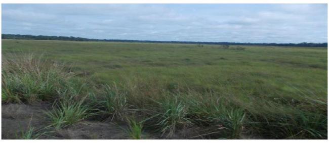 Savane inondée, site Tchicapika-Owando