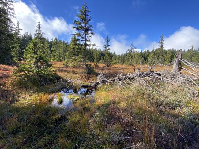 Paysage automnal