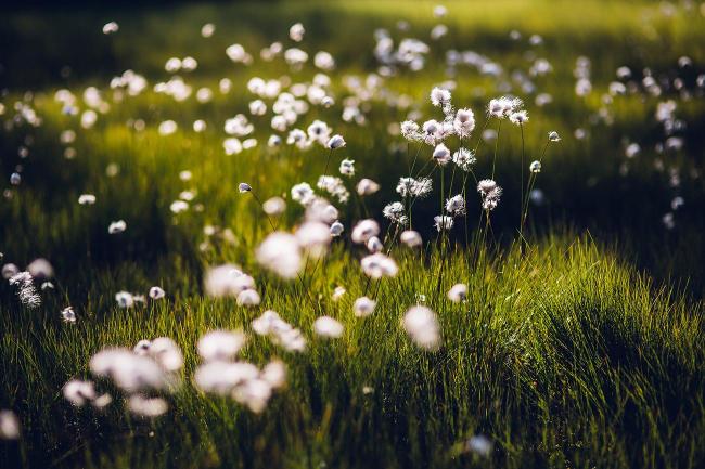 Paysage estival - floraison de Eriophorum angustifolium