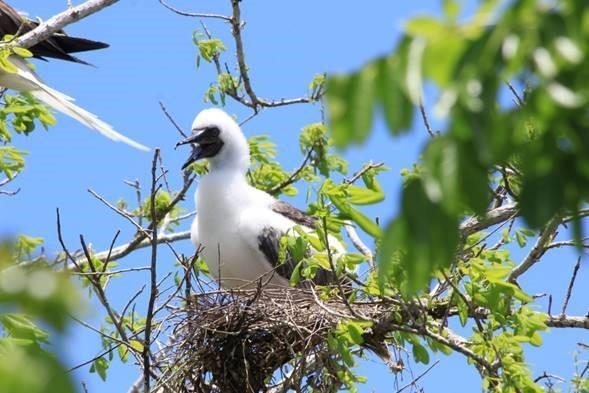 View of Red-footed booby chick on nest in the Bobby Pond and Rookery Ramsar Site