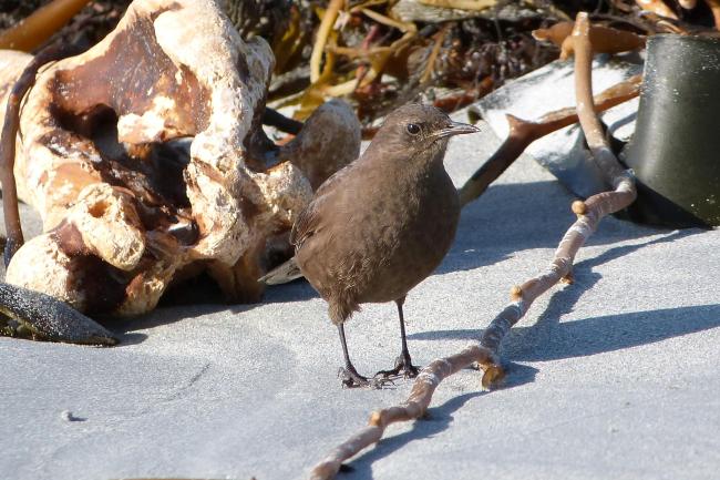 Qualifying bird species Tussac Bird (Blackish Cinclodes) Cinclodes antarcticus antarcticus
