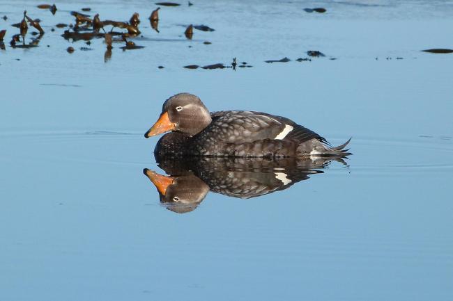 Qualifying bird species the endemic Falkland Steamer Duck Tachyeres brachydactyla