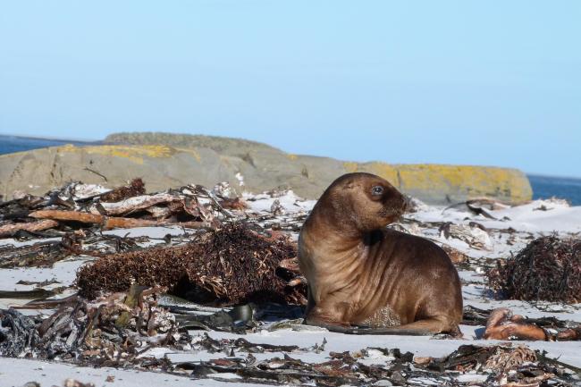 Qualifying mammal species South American Sea Lion Otaria flavescens (pup shown)