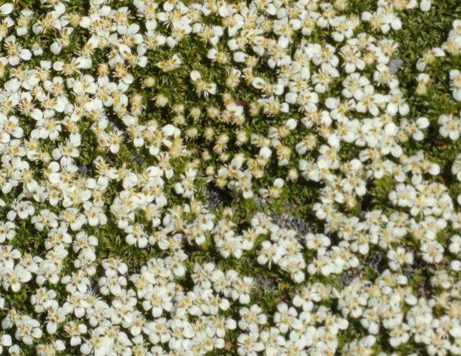 Qualifying plant species Coastal Nassauvia Nassauvia gaudichaudii