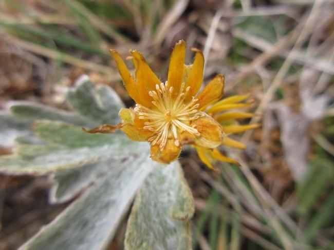 Qualifying plant species Silvery Buttercup Hamadryas argentea