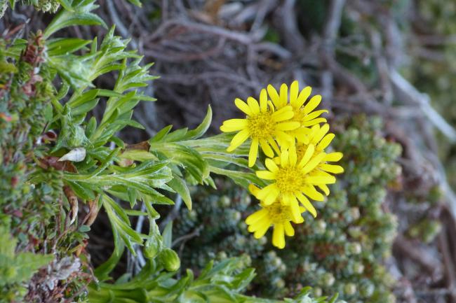 Qualifying plant species Smooth Ragwort Senecio vaginatus