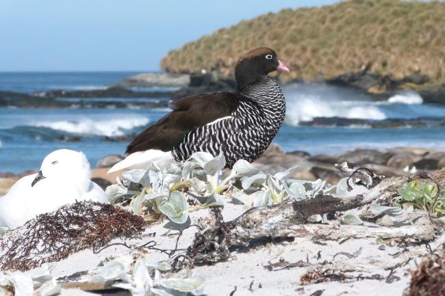Qualifying bird species Kelp Goose Chloephaga hybrida malvinarum