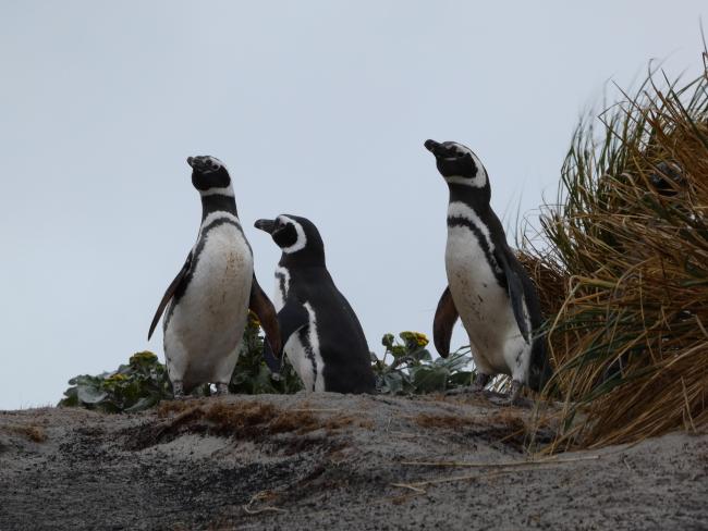 Qualifying bird species Magellanic Penguin Spheniscus magellanicus