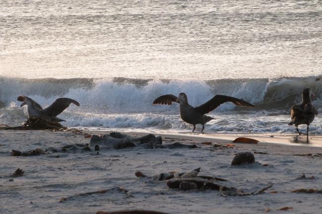 Qualifying bird species Southern Giant Petrel Macronectes giganteus