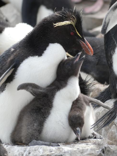 Qualifying bird species Southern Rockhopper Penguin Eudyptes chrysocome