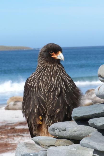 Qualifying bird species Striated Caracara Phlacoboenus australis