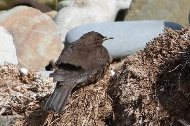 Qualifying bird species Tussac Bird (Blackish Cinclodes) Cinclodes antarcticus antarcticus