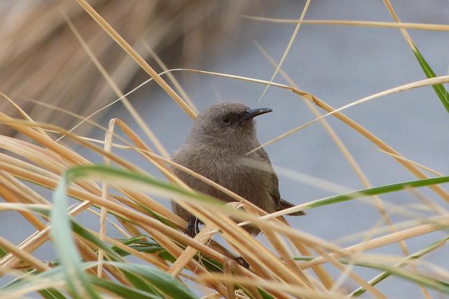 Qualifying bird species the endemic Cobb's Wren Troglodytes cobbi